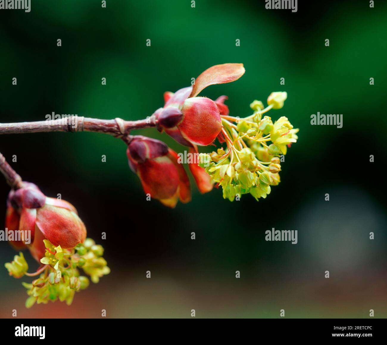 Érable de Norvège (Acer platanoides) Crimson Sentry Banque D'Images