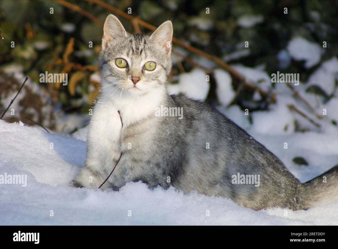 Felidae, chaton domestique, chat domestique (Felis Catus), animal de compagnie, animaux de compagnie Banque D'Images