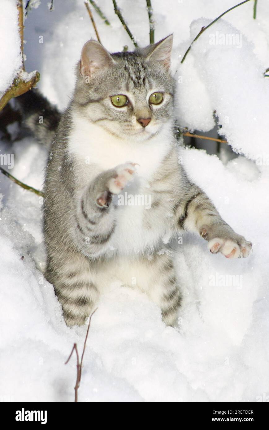 Felidae, chaton domestique, chat domestique (Felis Catus), animal de compagnie, animaux de compagnie Banque D'Images