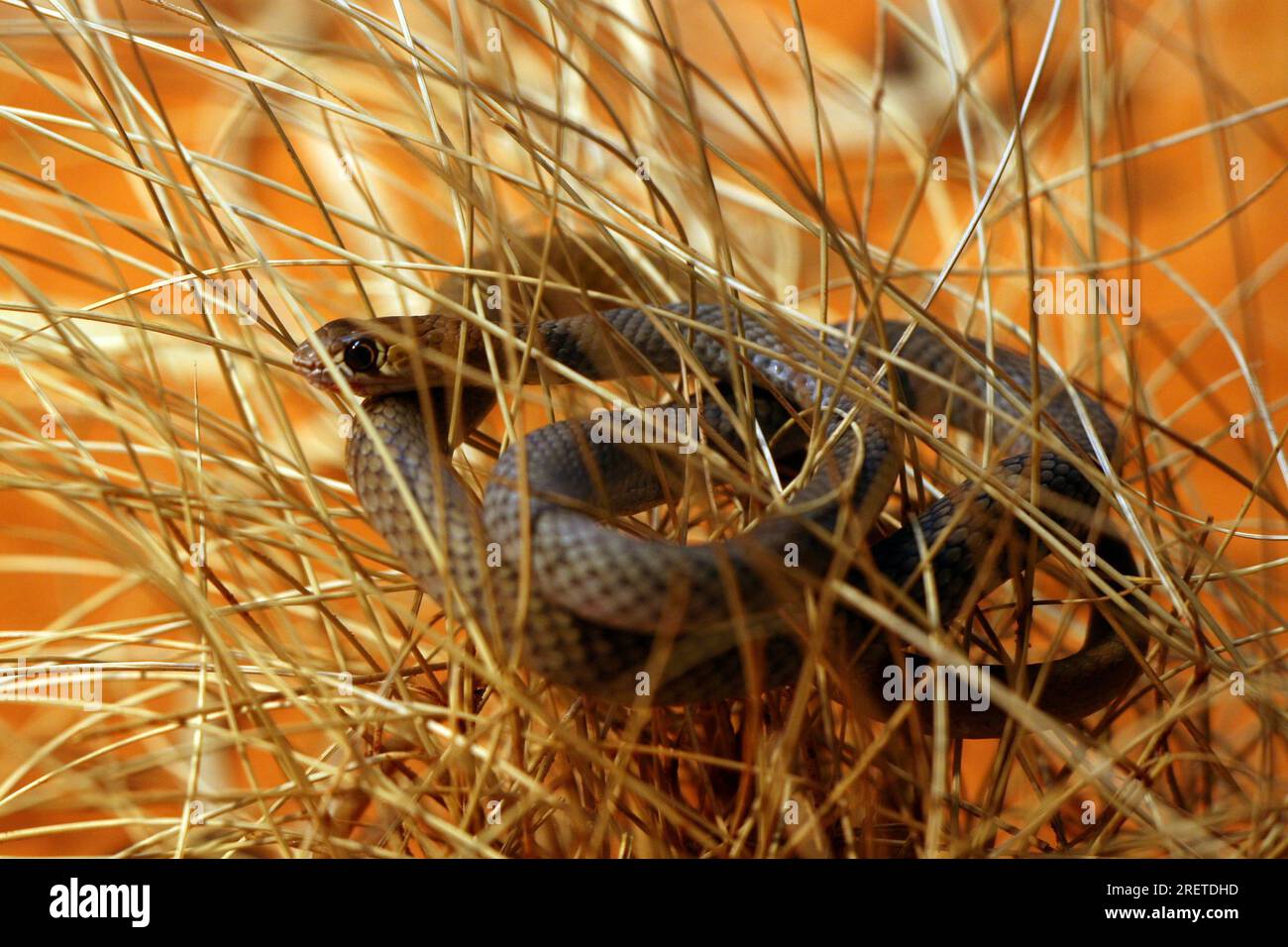 Yellow Headed whip Snake Yellow Faced whip Snake Banque D'Images