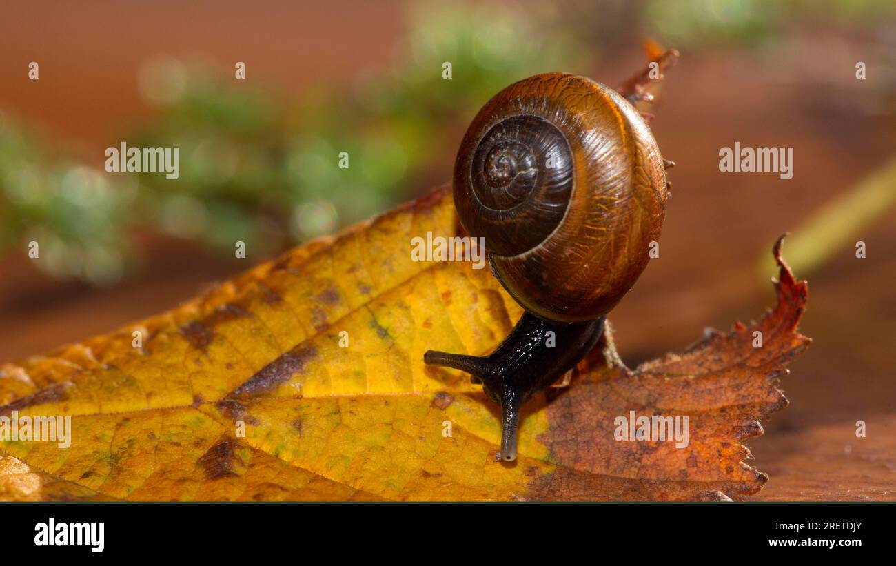 Escargot rampant Banque D'Images