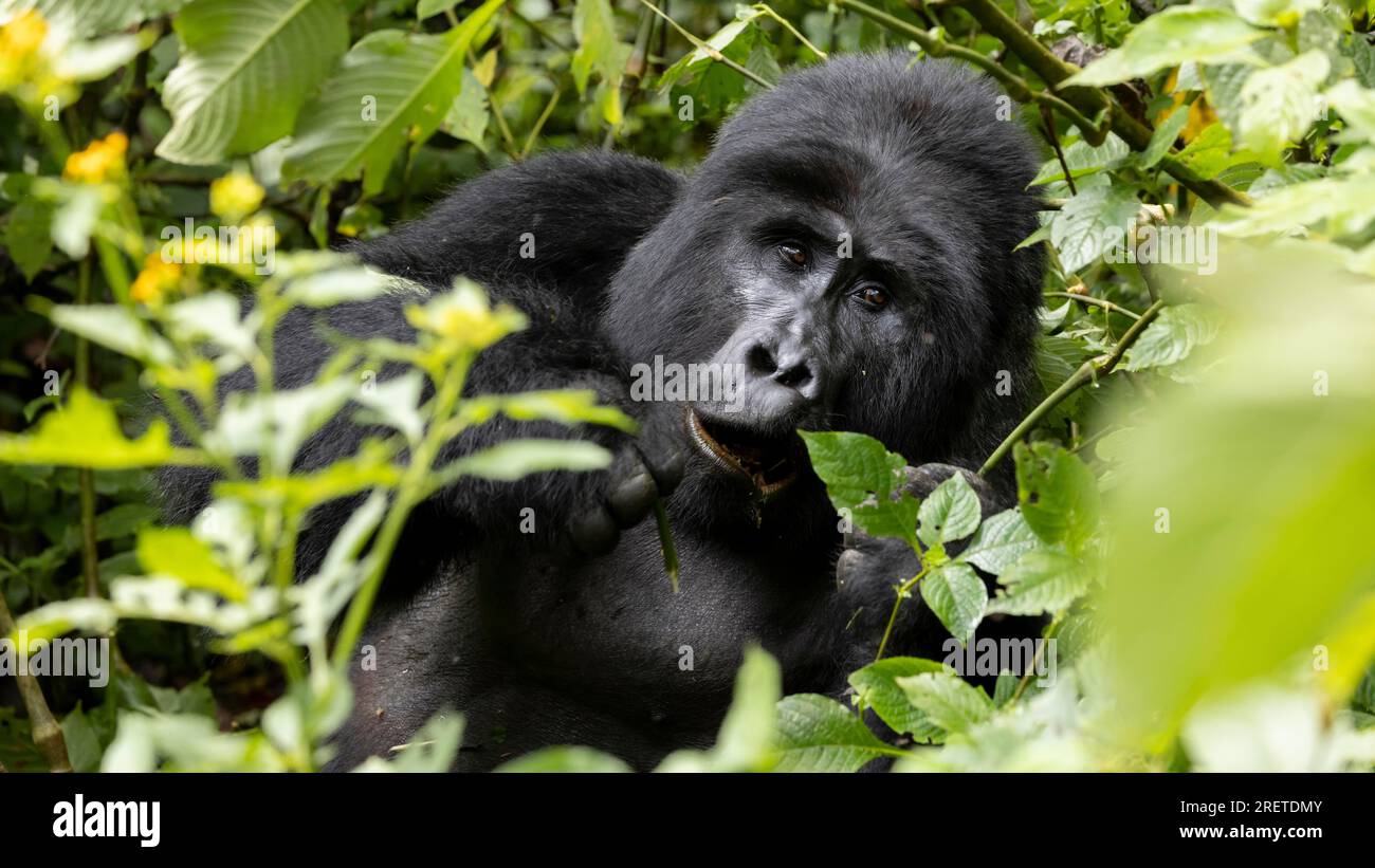 Gorille, Tinfayo, Parc national impénétrable de Bwindi, Ouganda Banque D'Images