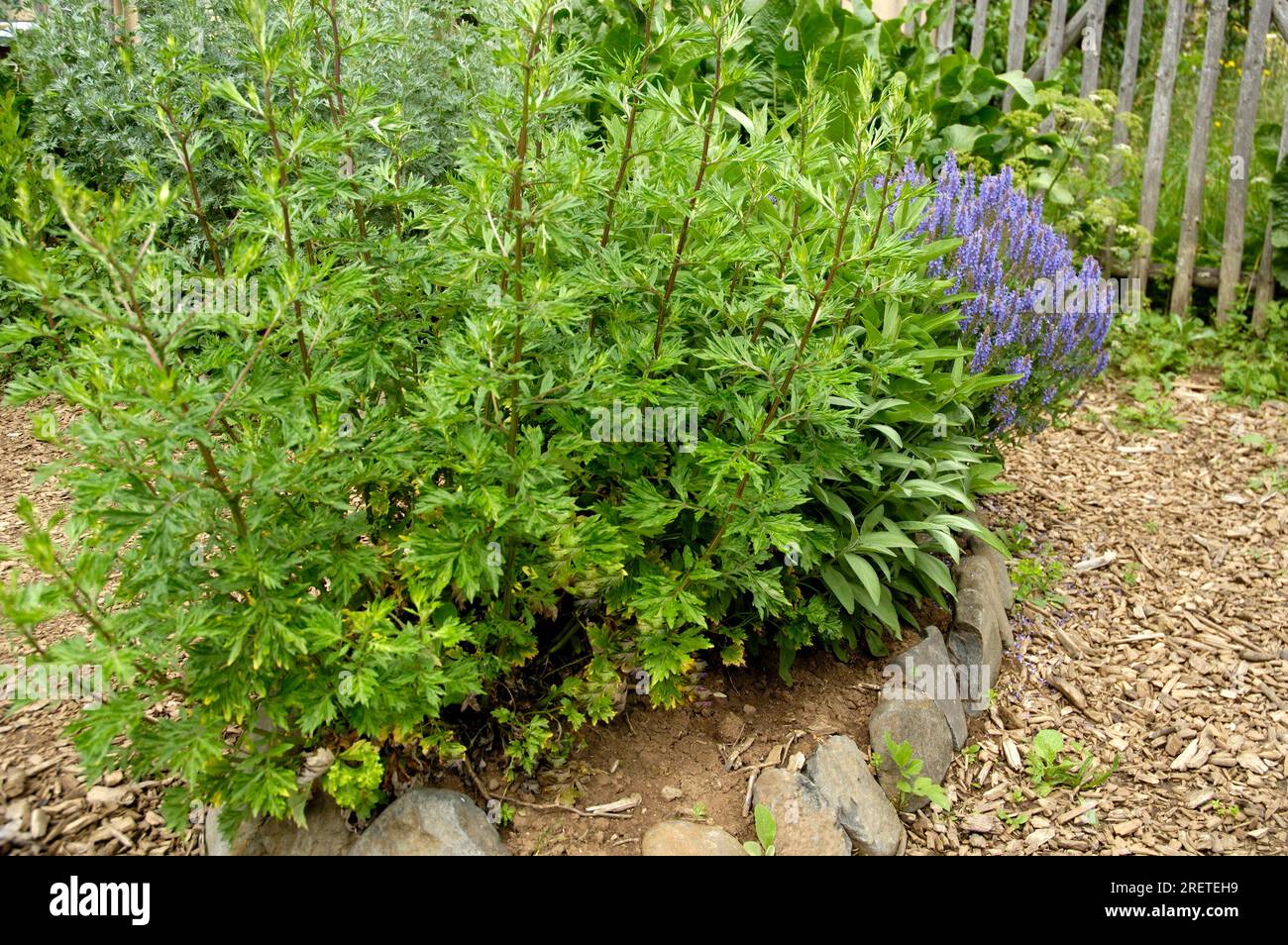 Mugwort commun (Artemisia vulgaris) Banque D'Images