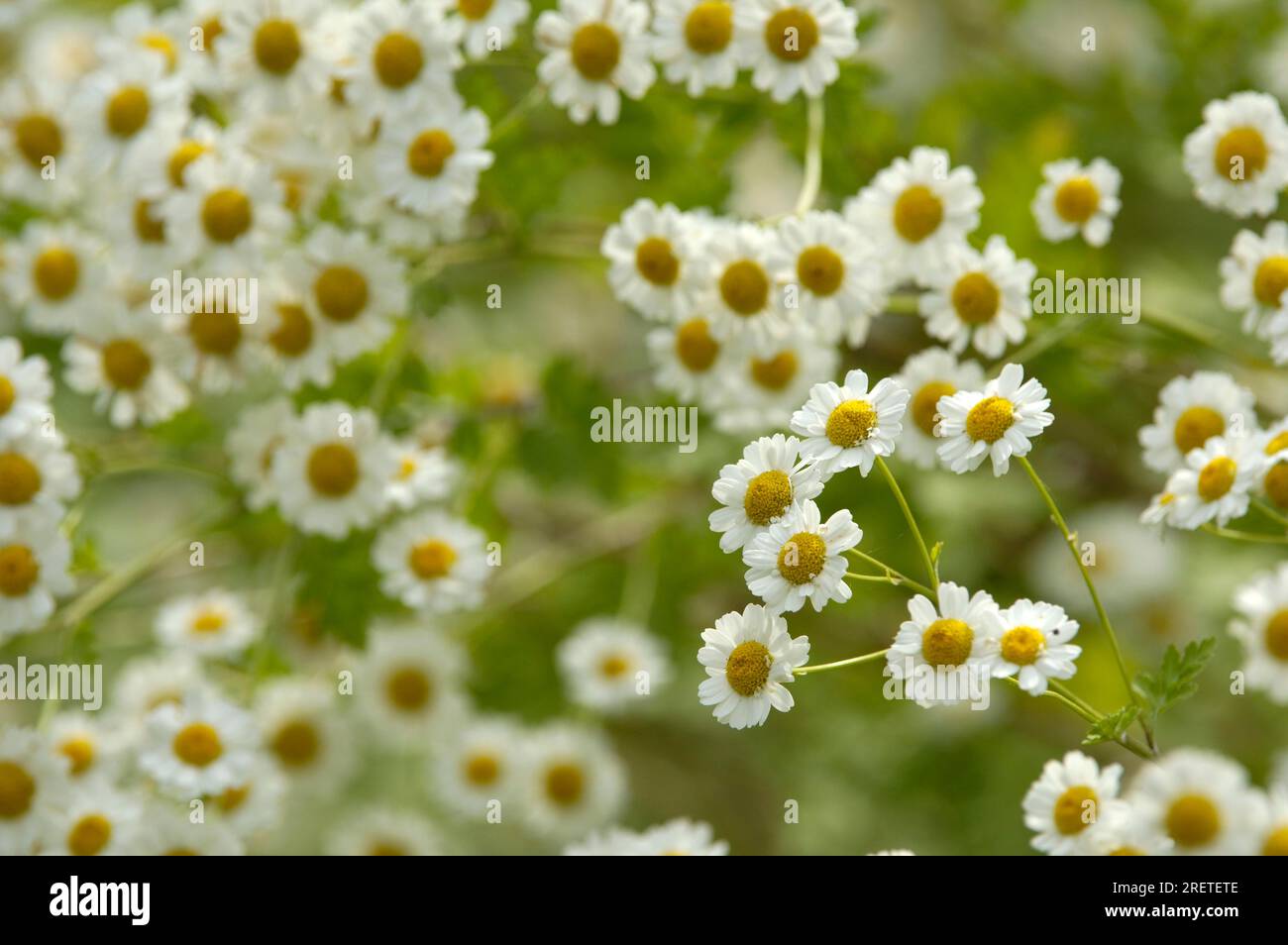 Fièvre (Chrysanthemum parthenium) Banque D'Images