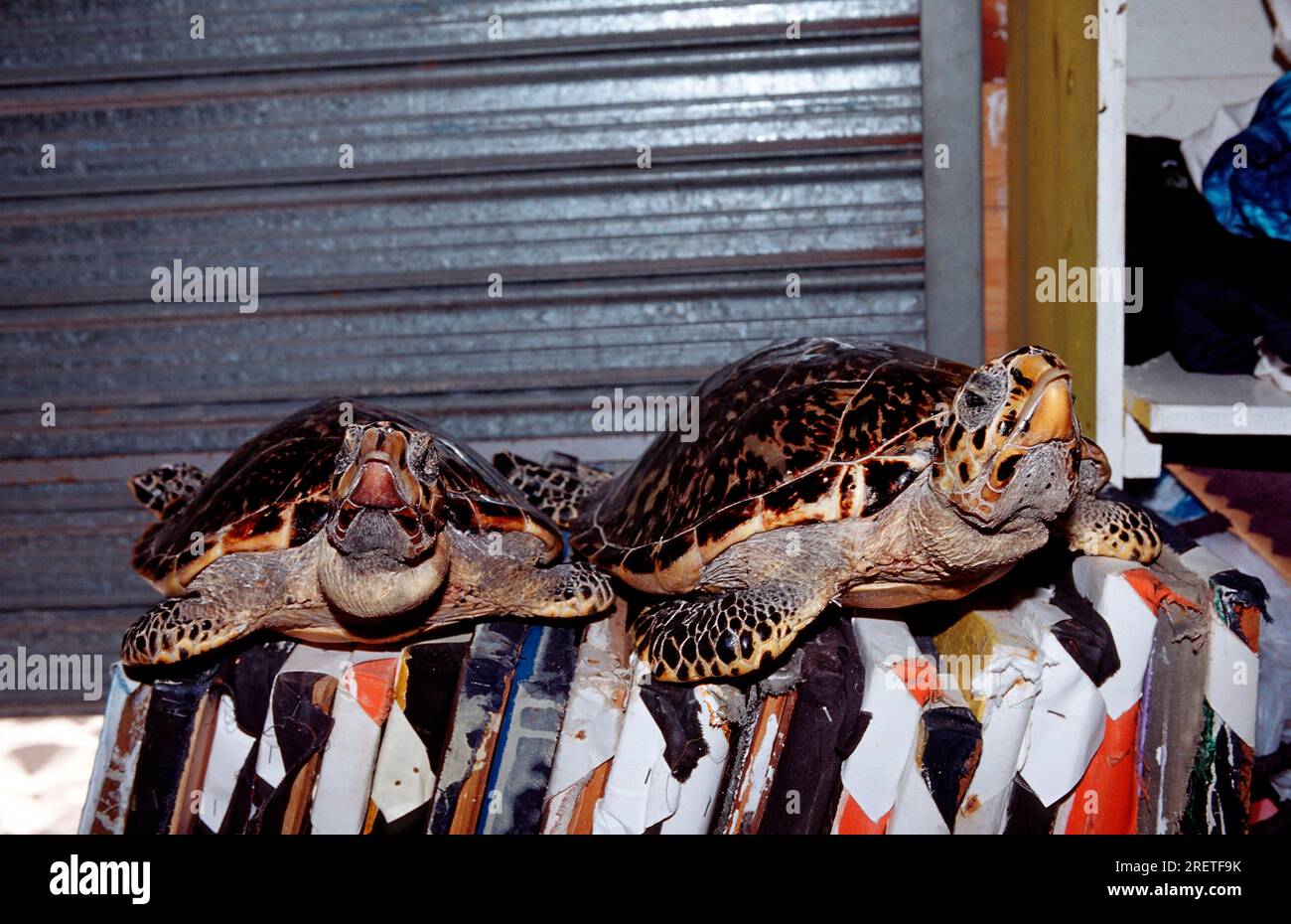 Tortues Hawksbill farcies en souvenir, Punta Cana, République Dominicaine (Eretmochelys imbricata) Banque D'Images