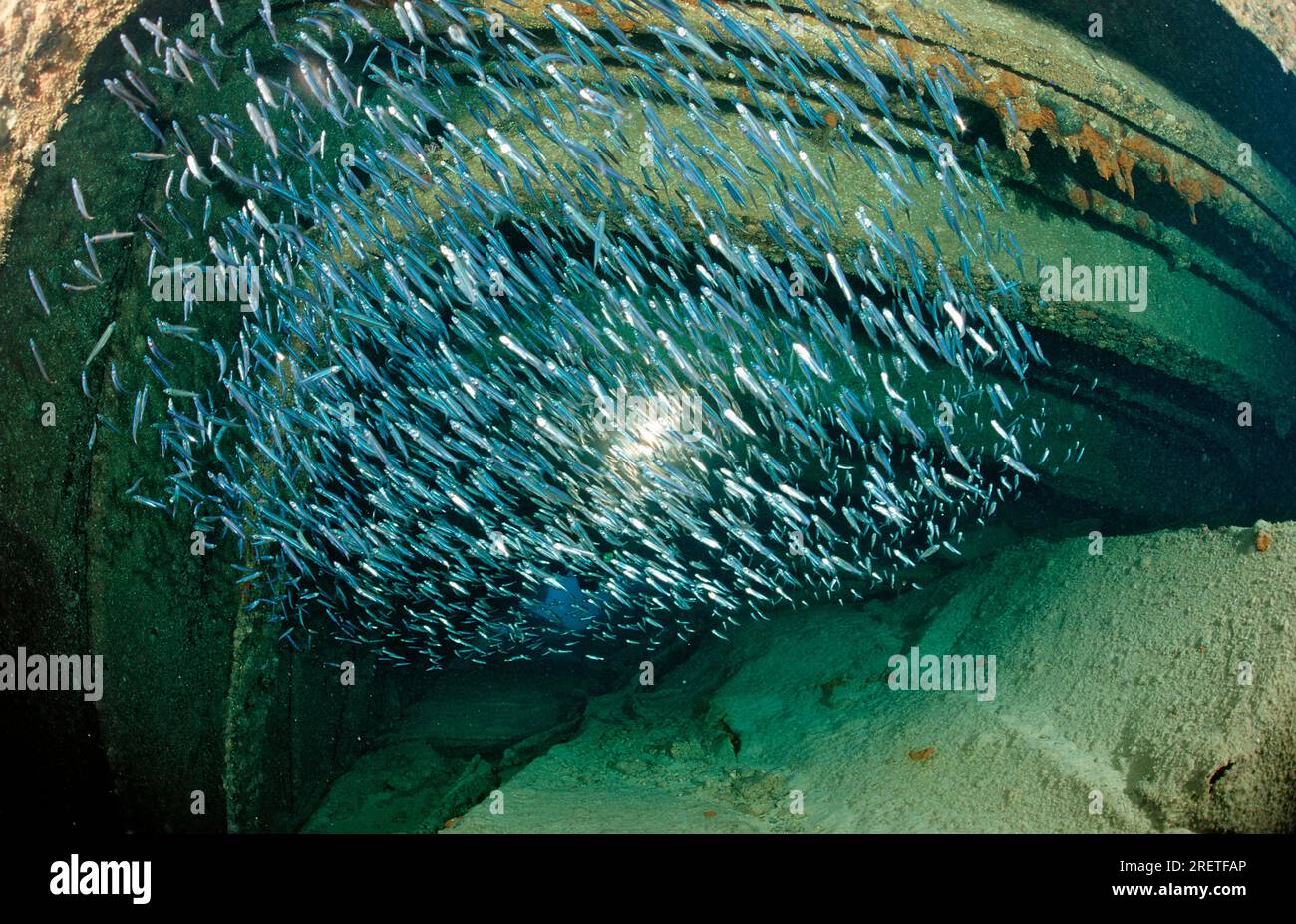 Balayeuses minces (Parapriacanthus ransonneti), République dominicaine, balayeuse pygmée, balayeuse pygmée, balayeuse GlassFish Banque D'Images