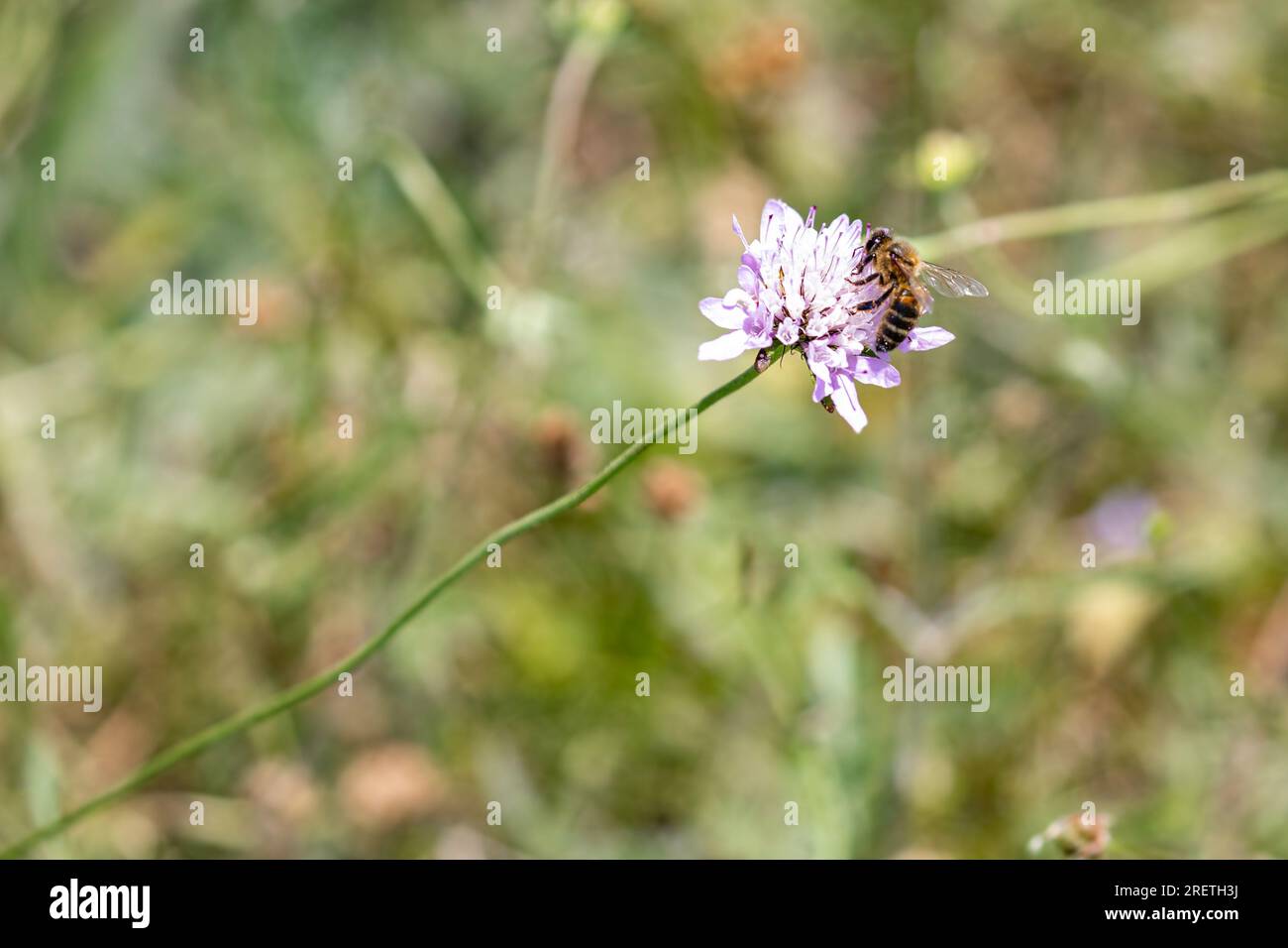 Abeille collectant le pollen des fleurs au printemps dans les contreforts de la Sierra Cantabrie, Rioja Alavesa, pays Basque, Espagne. Banque D'Images