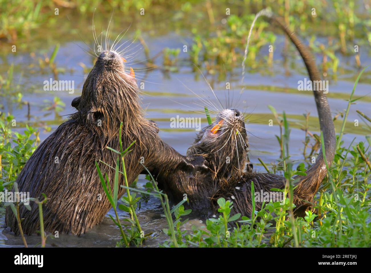 Le gagnant : deux jeunes nutria (Myocastor coypus) jouant et combattant, région de Houston, Texas, USA. Banque D'Images