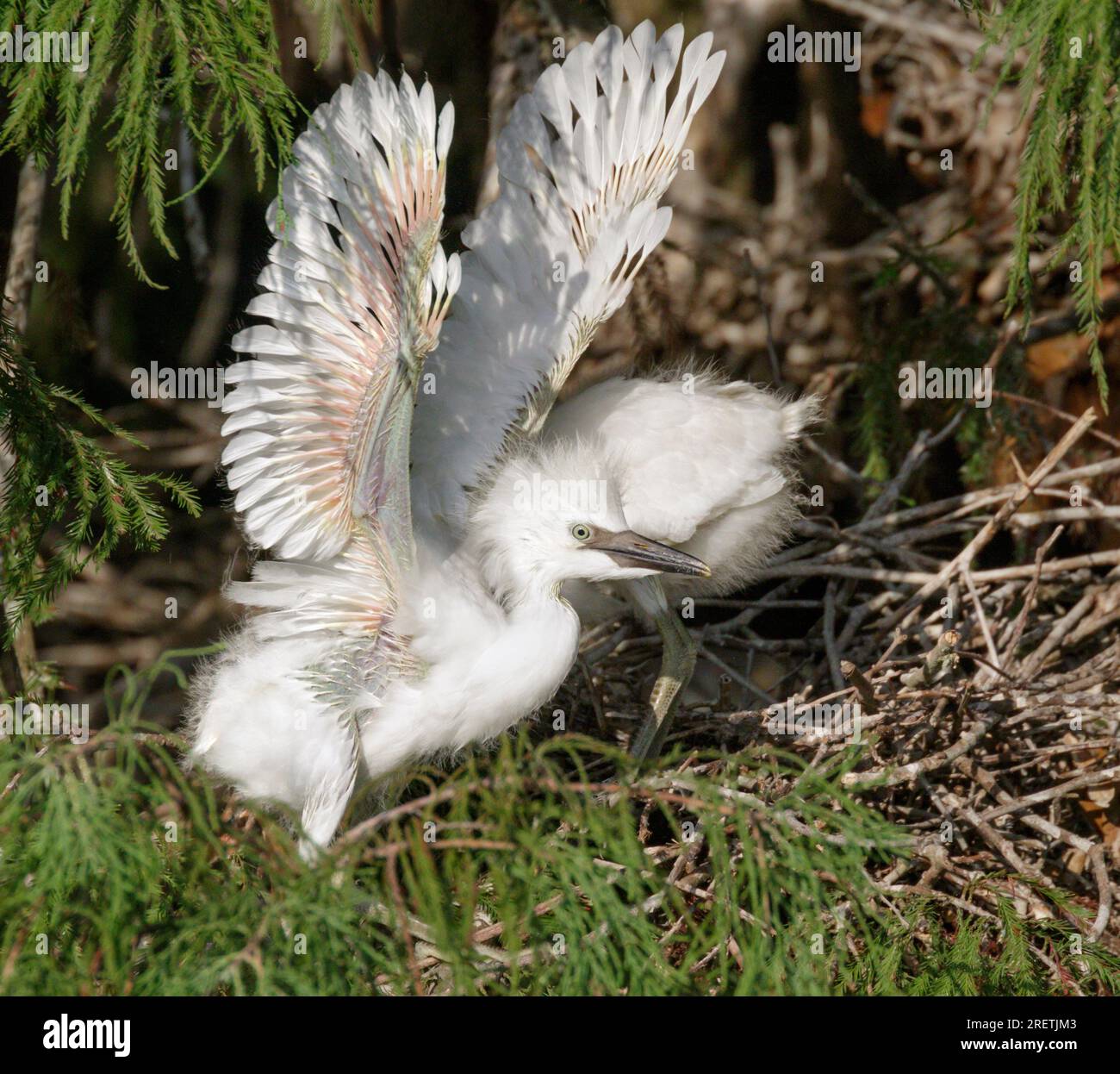 Poussin dans le nid d'aigrette de bétail (Bubulcus ibis) entravant les ailes, région de Houston, Texas, USA. Banque D'Images