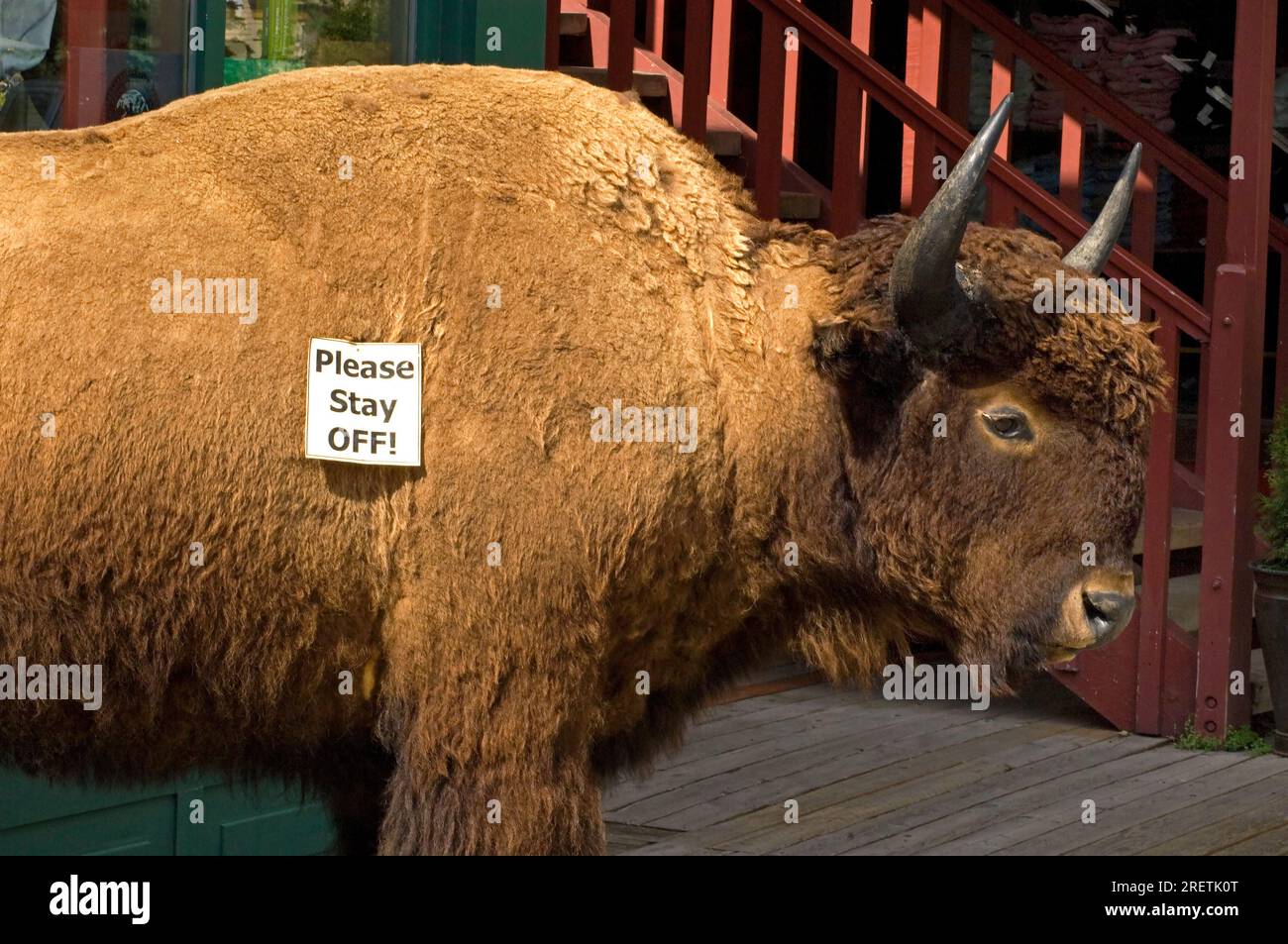 Bison taxidermié à Jackson Hole, Wyoming Banque D'Images