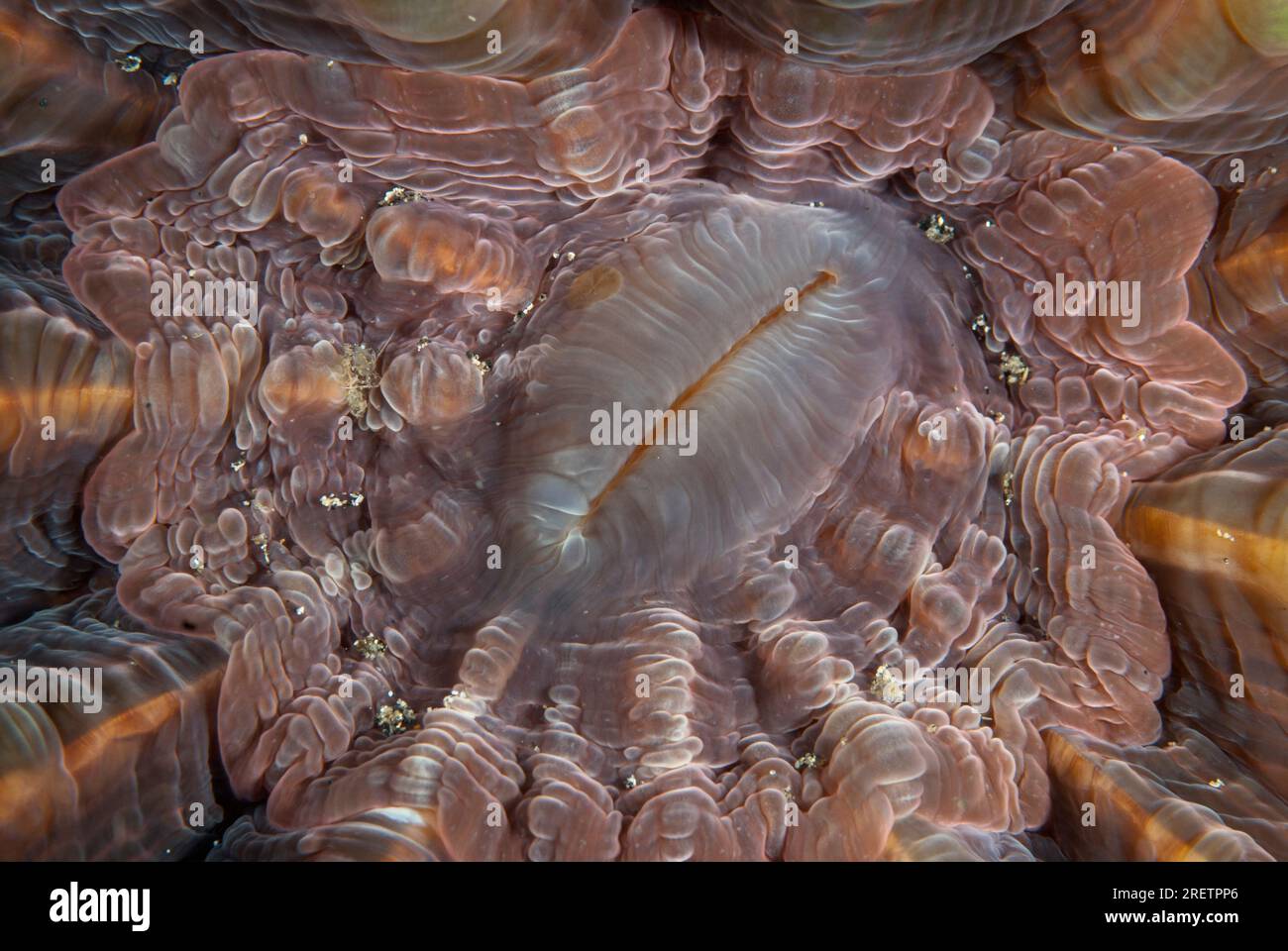 Stony Coral, Cyarina lacrymalis, Tanjung Slope site de plongée, Lembeh Straits, Sulawesi, Indonésie Banque D'Images