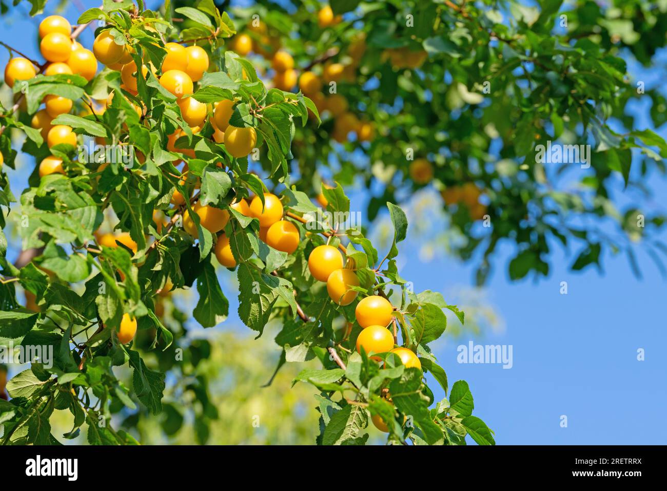 Prunes sauvages jaunes mûres, Prunus cerasifera Banque D'Images