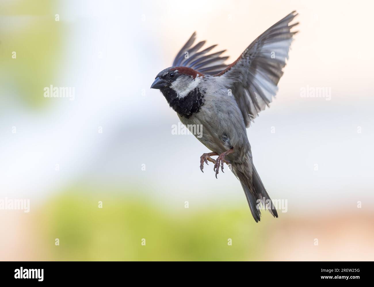 Moineau de maison [passer domesticus] oiseau mâle en vol Banque D'Images