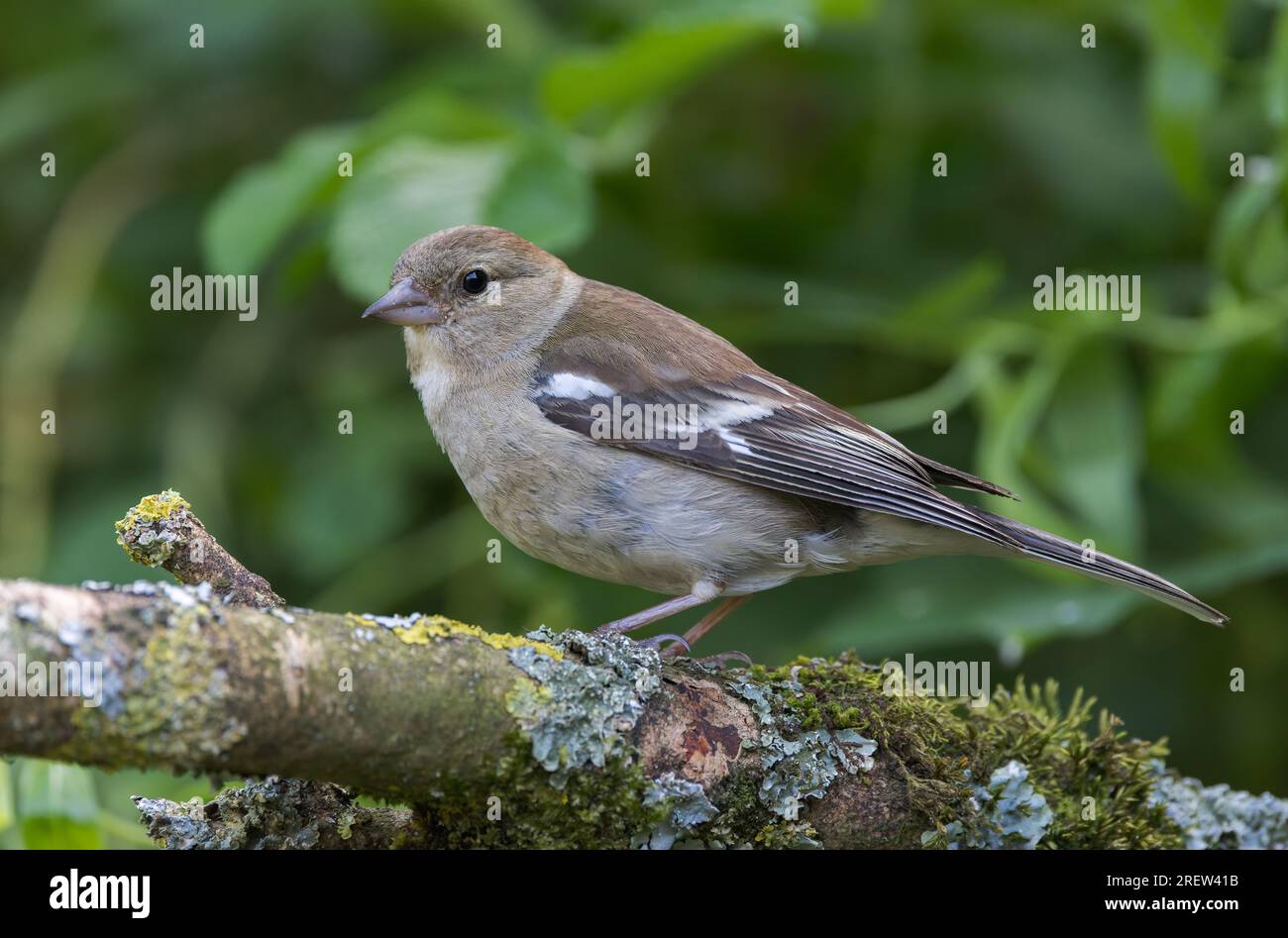 Moufle eurasienne [ Fringilla coelebs ] oiseau femelle sur bâton couvert de lichen Banque D'Images