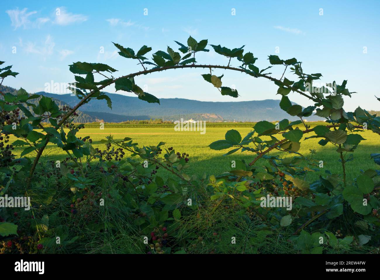 Terres agricoles dans la vallée de Cowichan sur l'île de Vancouver, Colombie-Britannique, Canada Banque D'Images