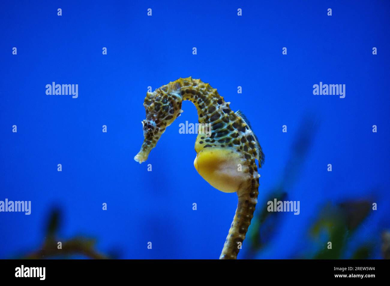Vue en verre de l'hippocampe avec des taches sur le corps et le long museau nageant dans l'aquarium avec de l'eau bleue Banque D'Images