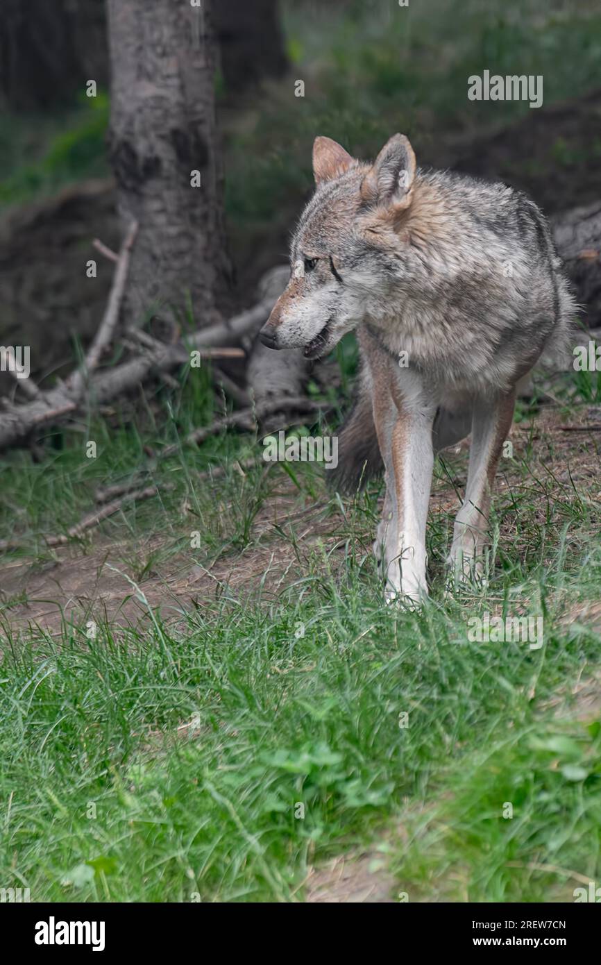 Alpes sauvages, le loup italien (Canis lupus italicus) Banque D'Images