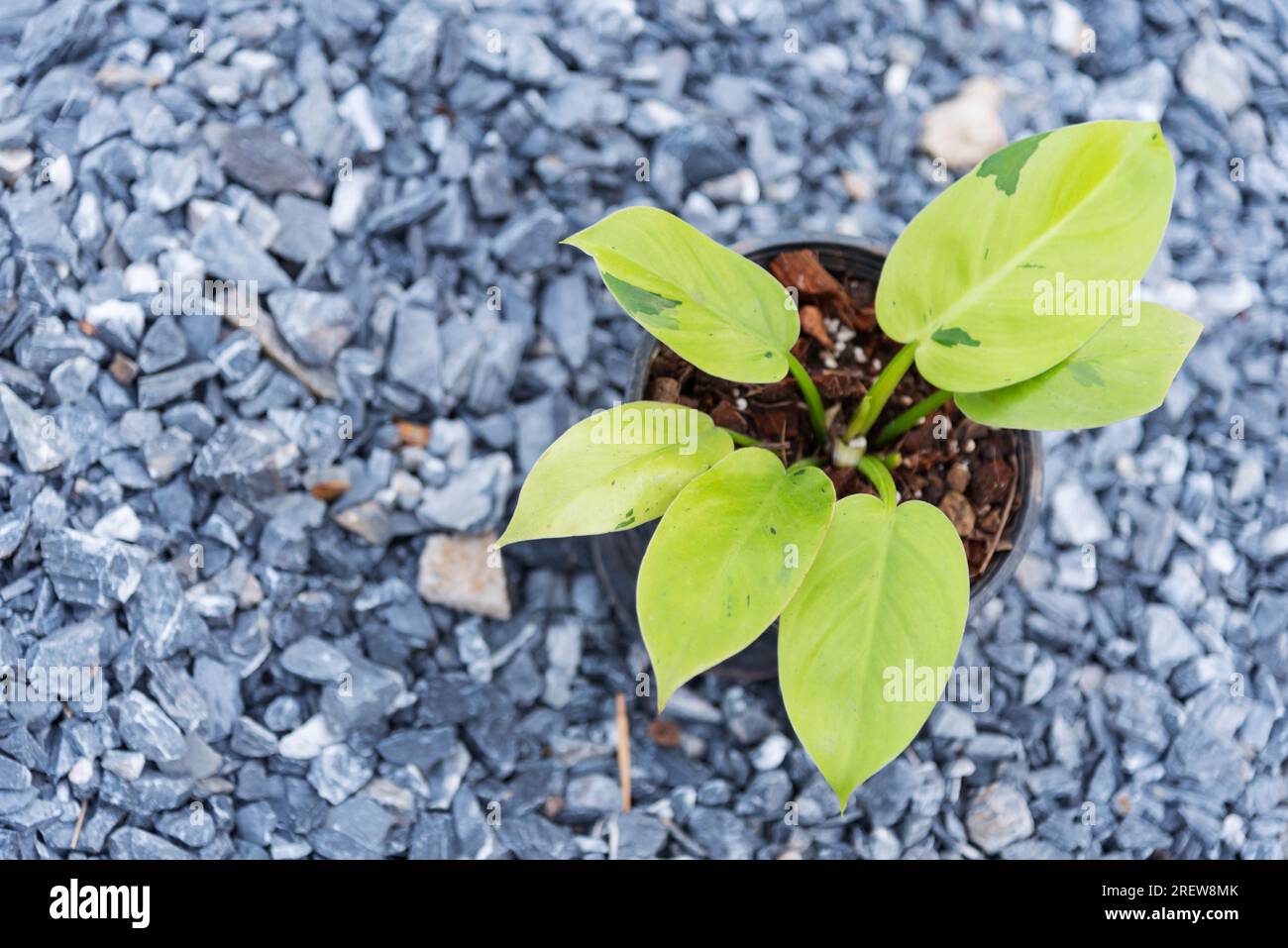 Gros plan sur Philodendron Ruaysap Marble Variegated Banque D'Images