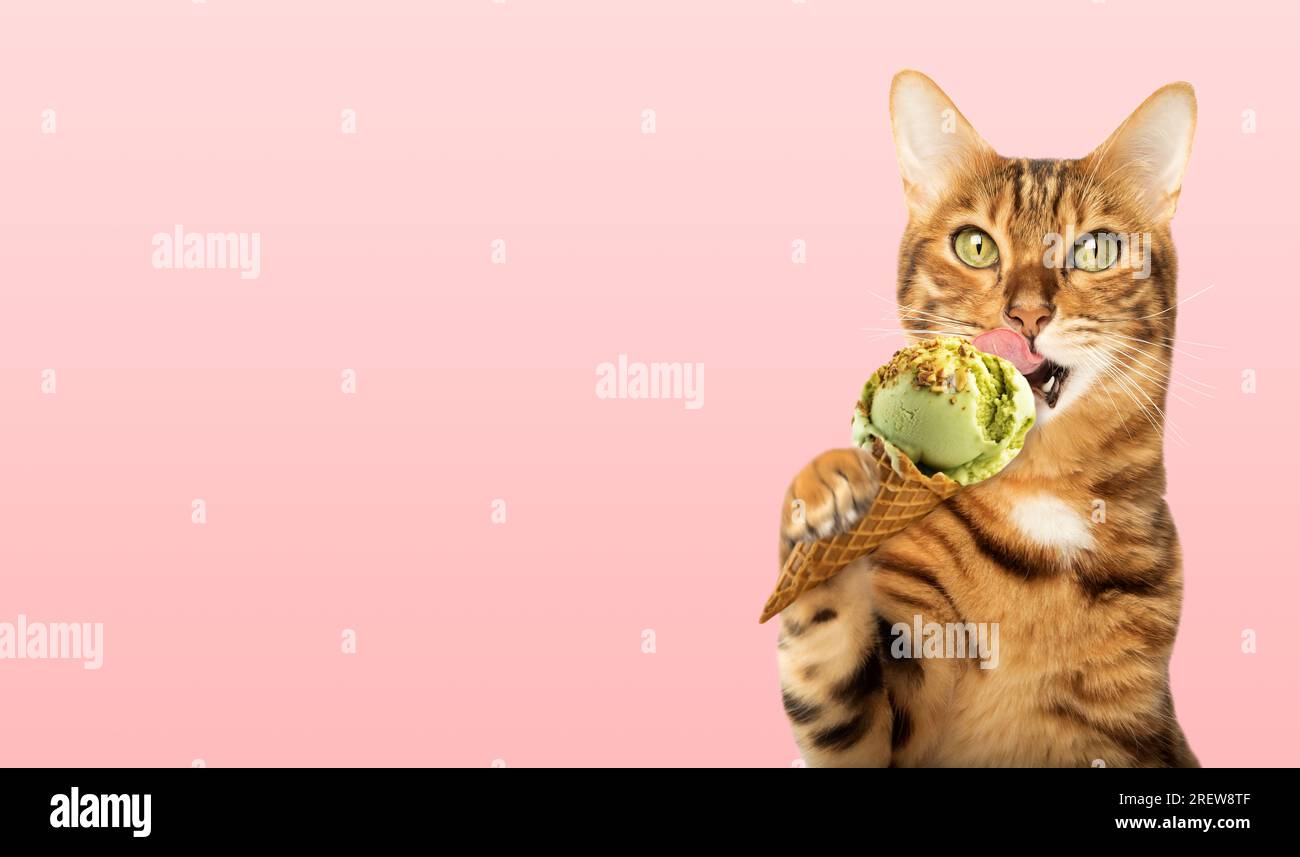 Portrait d'un chat gingembre léchant un cône de crème glacée sur un fond rose. Espace de copie. Banque D'Images
