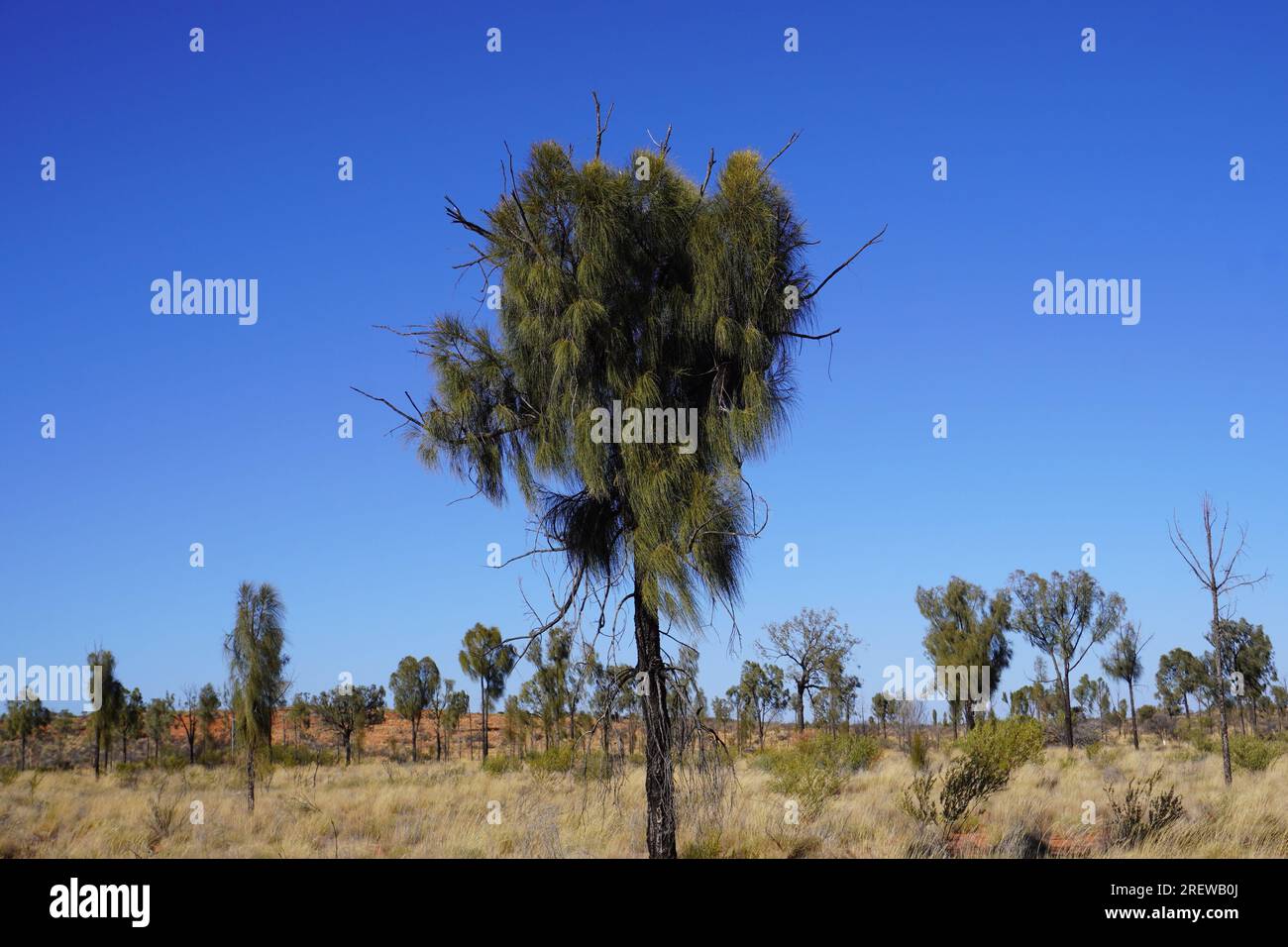 Acacia dans l'Outback australien Banque D'Images