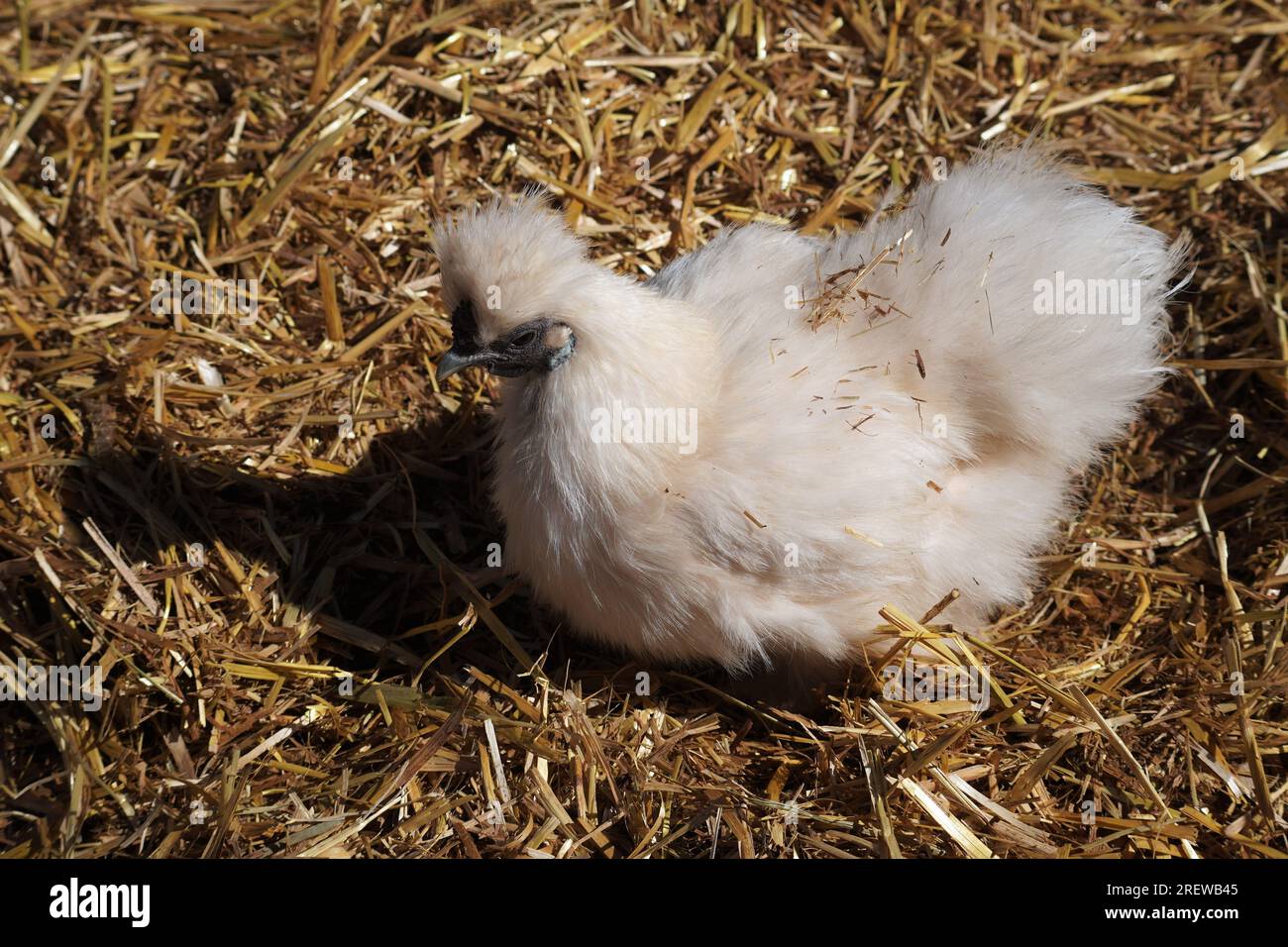 Vue rapprochée à angle élevé d'un poulet Silkie dans le foin Banque D'Images