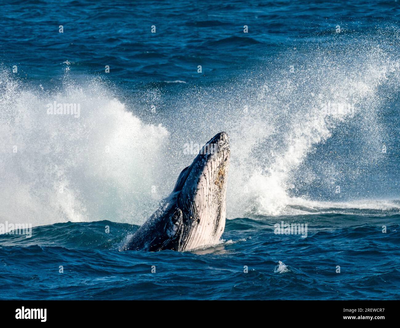 Rorqual à bosse, Megaptera novaeangliae, un veau se brisant avec maman se brisant derrière Banque D'Images