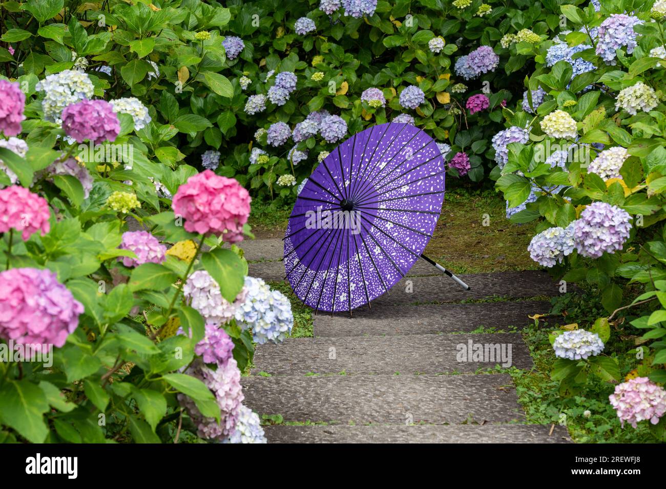 Parapluie traditionnel japonais en papier à huile et arbustes et arbustes florissants Hydrangea macrophylla dans le jardin. Concept de culture japonaise. Kyoto, Japon Banque D'Images