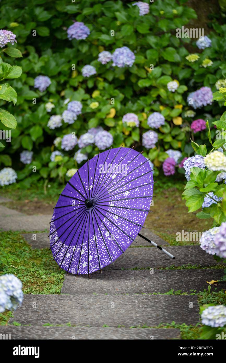 Parapluie traditionnel japonais en papier à huile et arbustes et arbustes florissants Hydrangea macrophylla dans le jardin. Concept de culture japonaise. Kyoto, Japon Banque D'Images