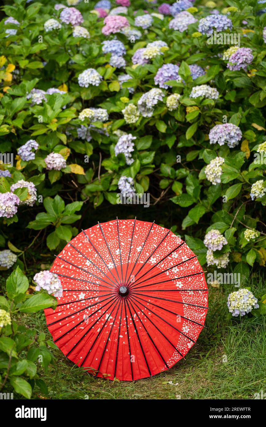 Parapluie traditionnel japonais en papier à huile et arbustes et arbustes florissants Hydrangea macrophylla dans le jardin. Concept de culture japonaise. Kyoto, Japon Banque D'Images