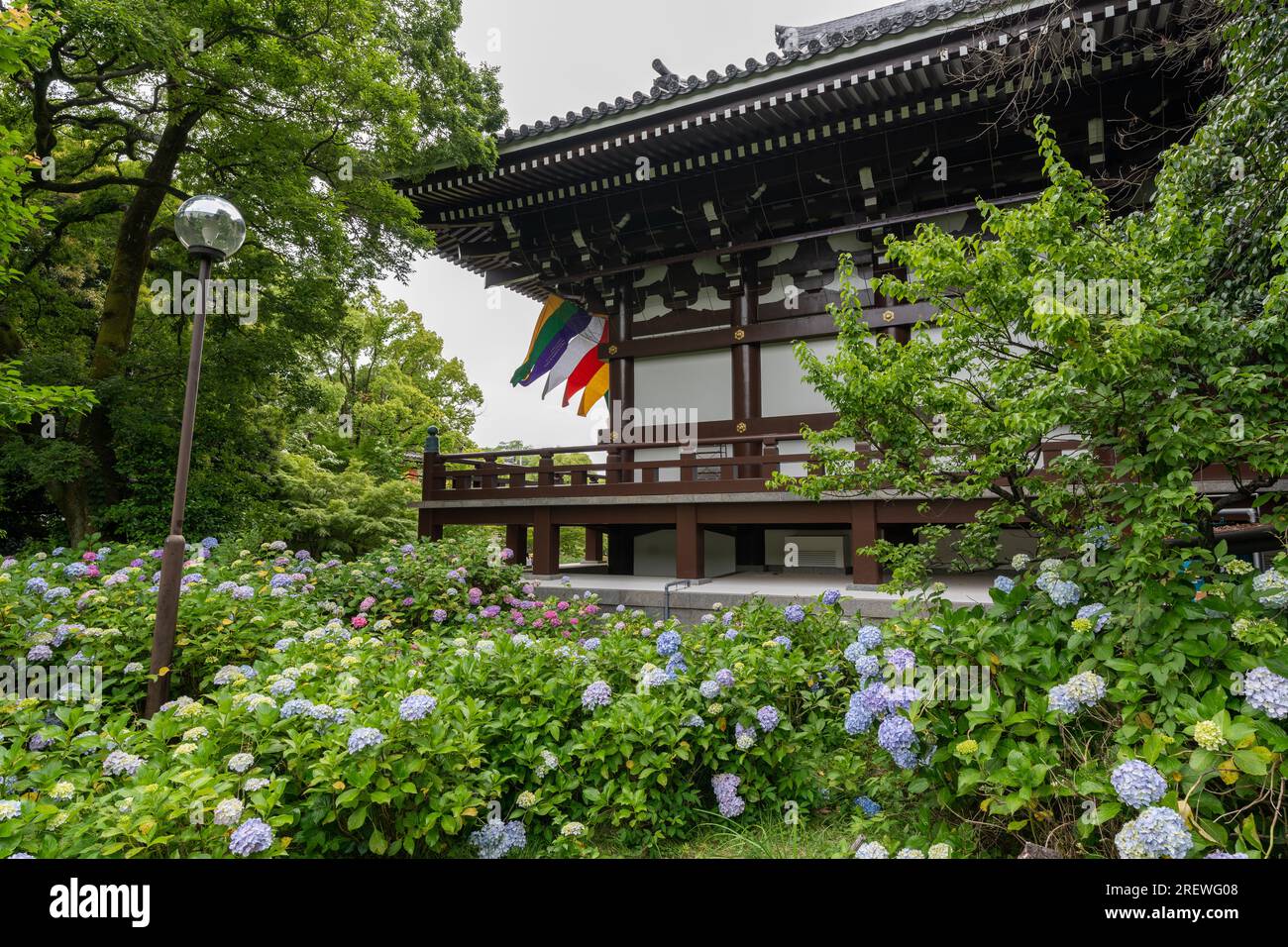 Hydrangeas colorés dans Chishaku-in (Chishakuin) Temple Garden. Higashiyama-ku, Kyoto, Japon. Banque D'Images