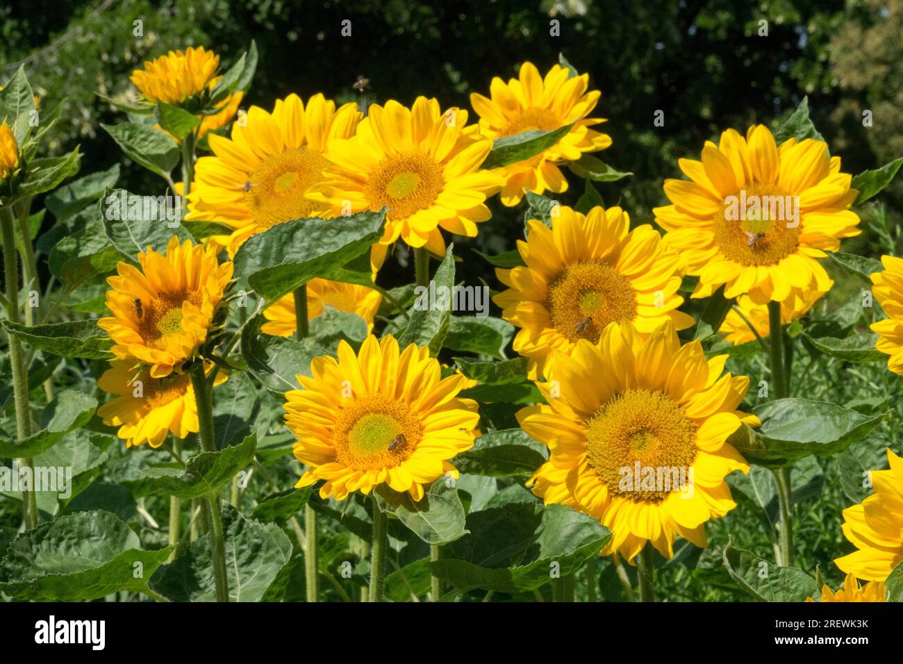 Série Vincent, tournesols 'Vincents Fresh' dans tournesols de jardin de fleurs Banque D'Images