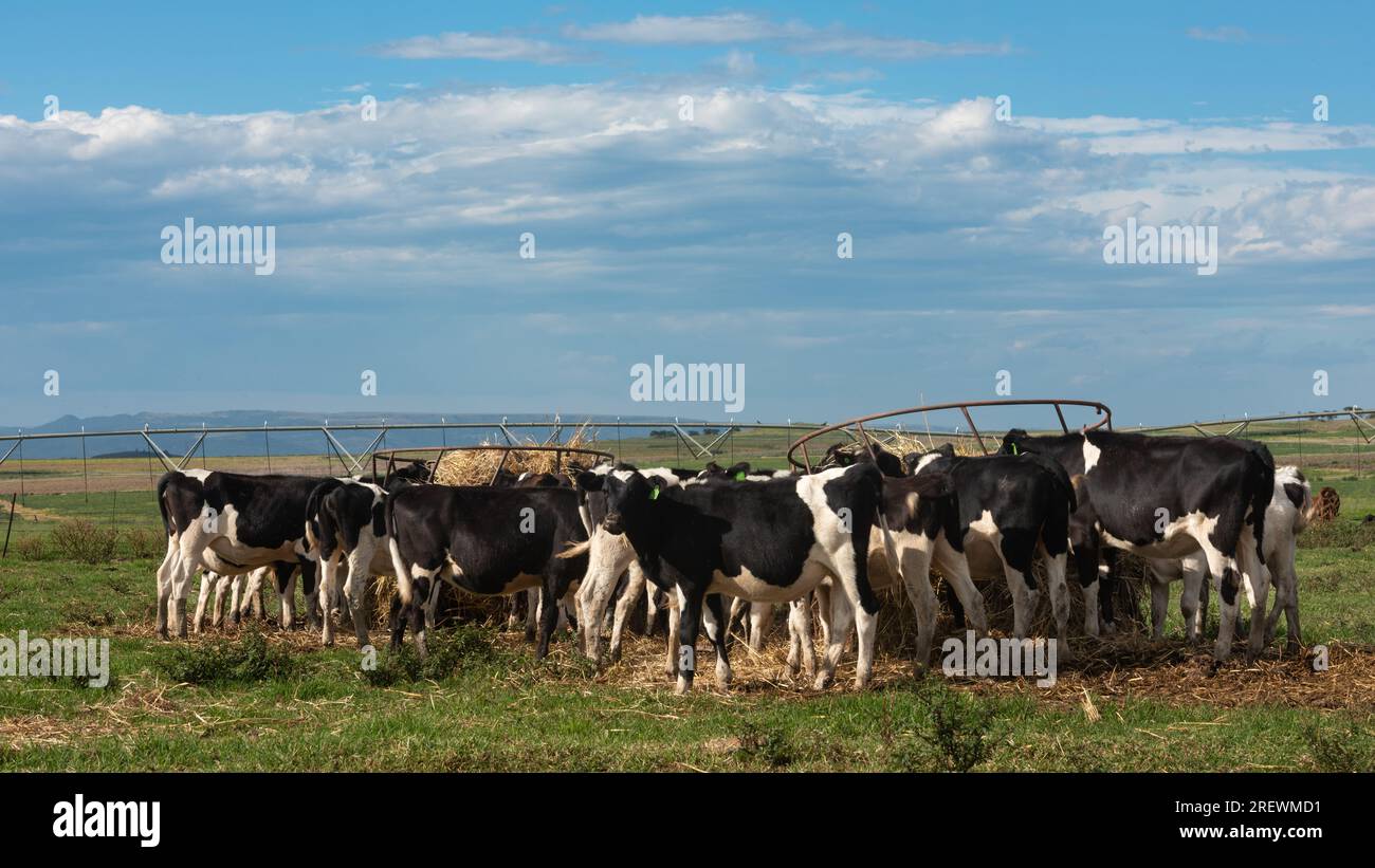 Troupeau de vaches de la Frise mangeant dans un creux Banque D'Images