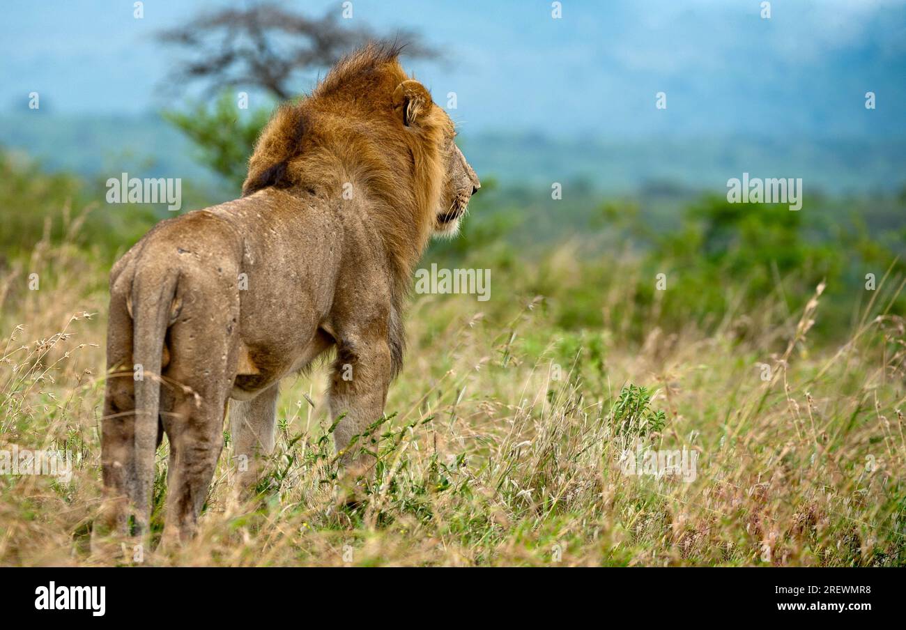 Vieux lion mâle debout fièrement regardant au loin Banque D'Images