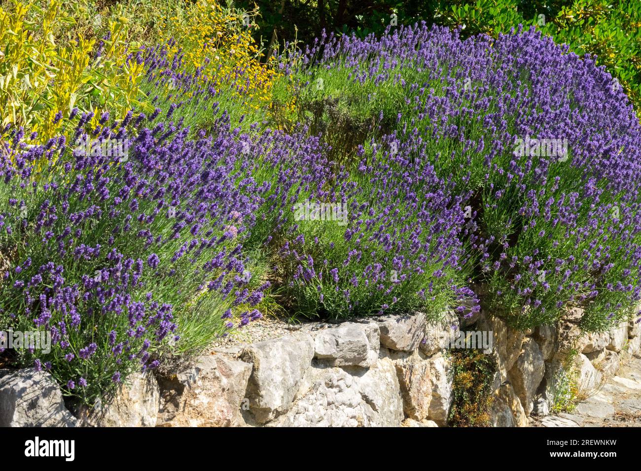 Plantes de jardin parfumées Lavande poussant sur un mur de jardin en été Banque D'Images