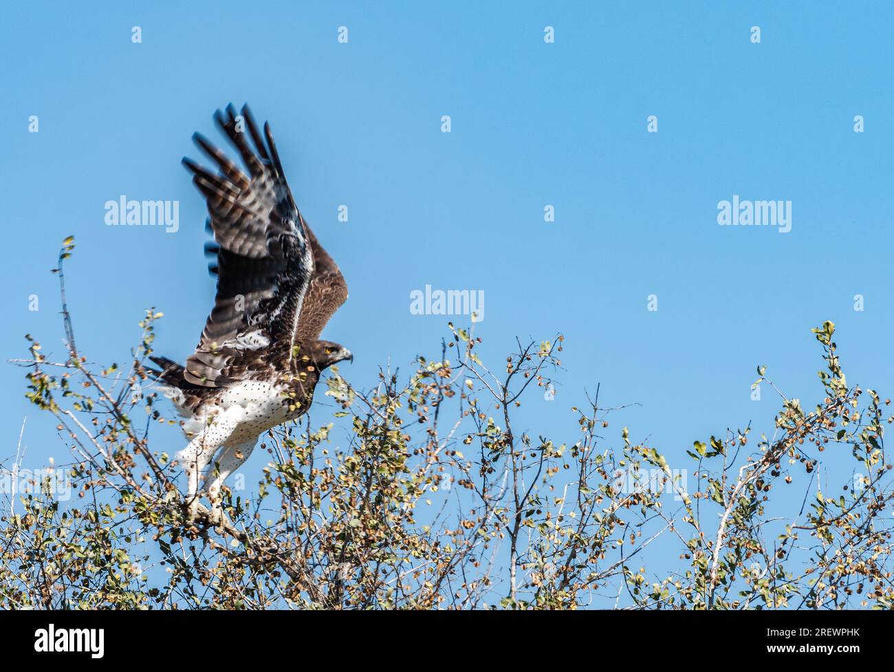 Martial Eagle décolle en vol du sommet d'un arbre Banque D'Images