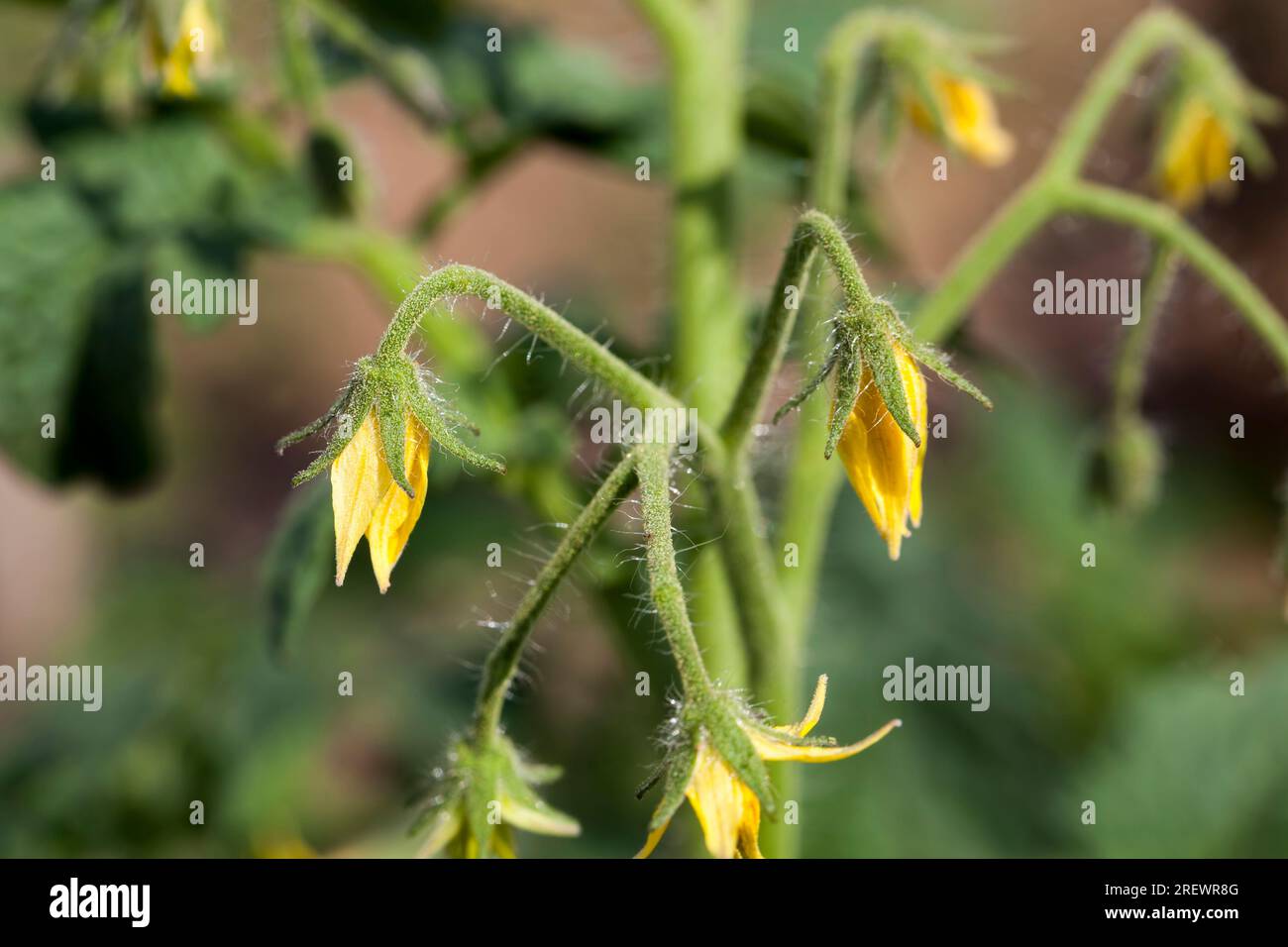 champ agricole où des variétés sélectionnées de tomates sont cultivées, plants de tomates vertes sur des sols fertiles, obtenant une récolte de tomates de haute qualité pr Banque D'Images