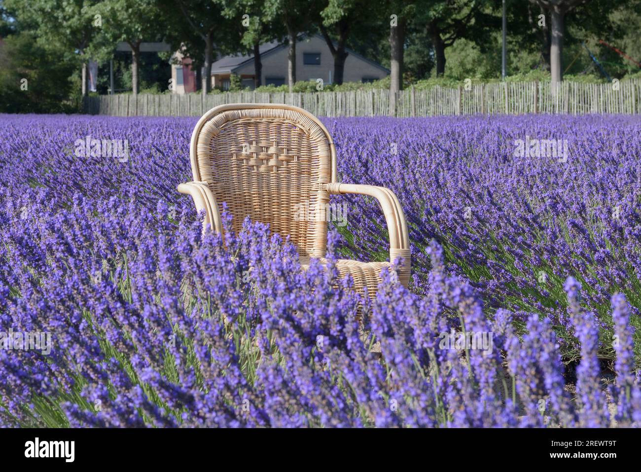 Chaise en osier pour les loisirs en plein air dans un champ de lavande en fleurs Banque D'Images
