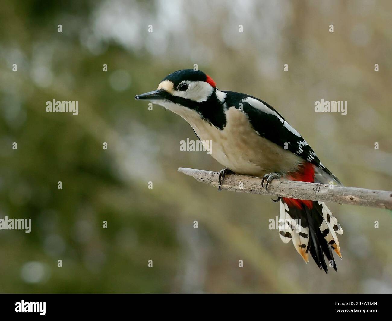 Un pic-bois à pois est un pic-bois de taille moyenne avec un plumage noir et blanc et une tache rouge sur le bas du ventre. Banque D'Images