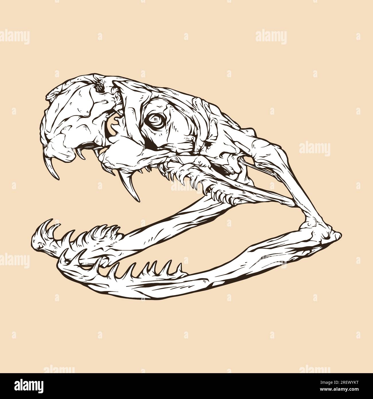 illustration vectorielle de tête de crâne de mamba noir Illustration de Vecteur