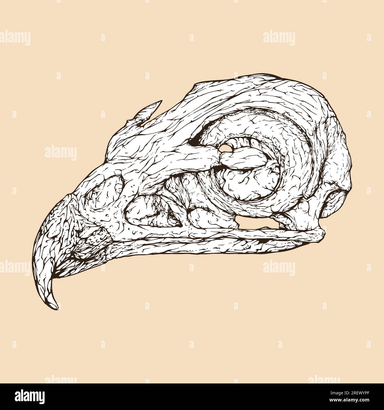 illustration vectorielle de tête de crâne de faucon à queue rouge Illustration de Vecteur
