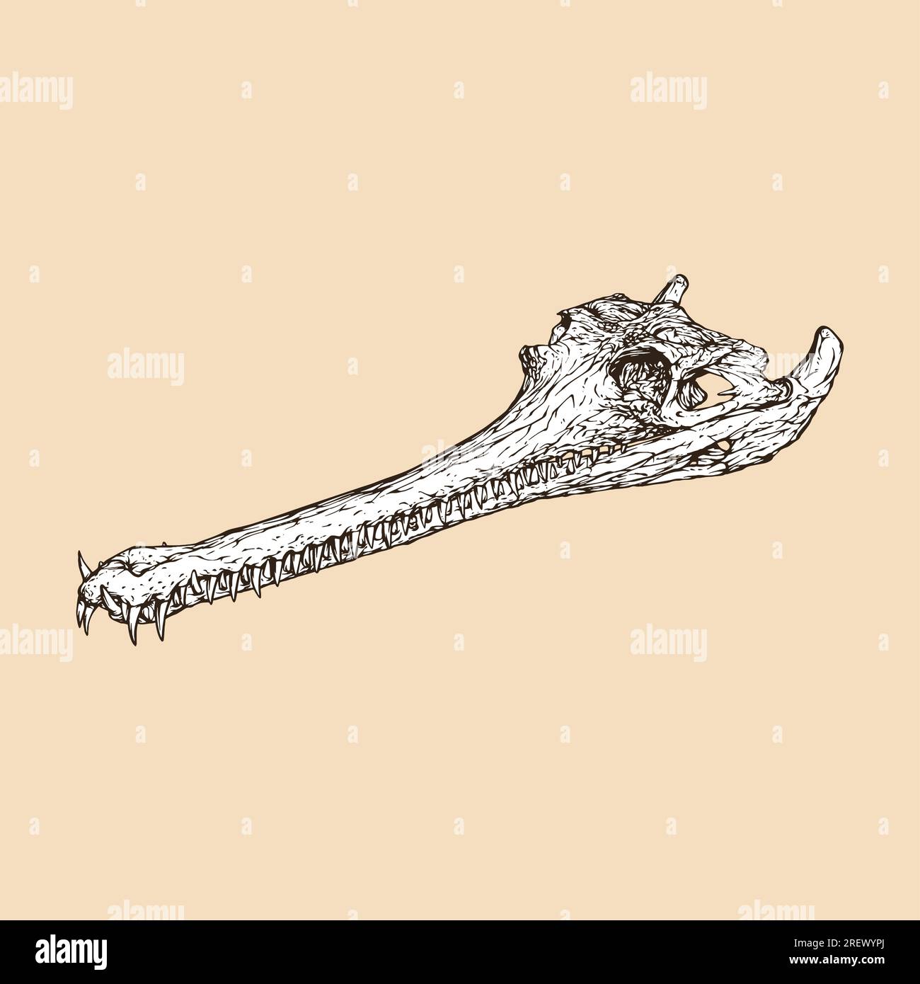 illustration vectorielle de tête de crâne gavial indien Illustration de Vecteur