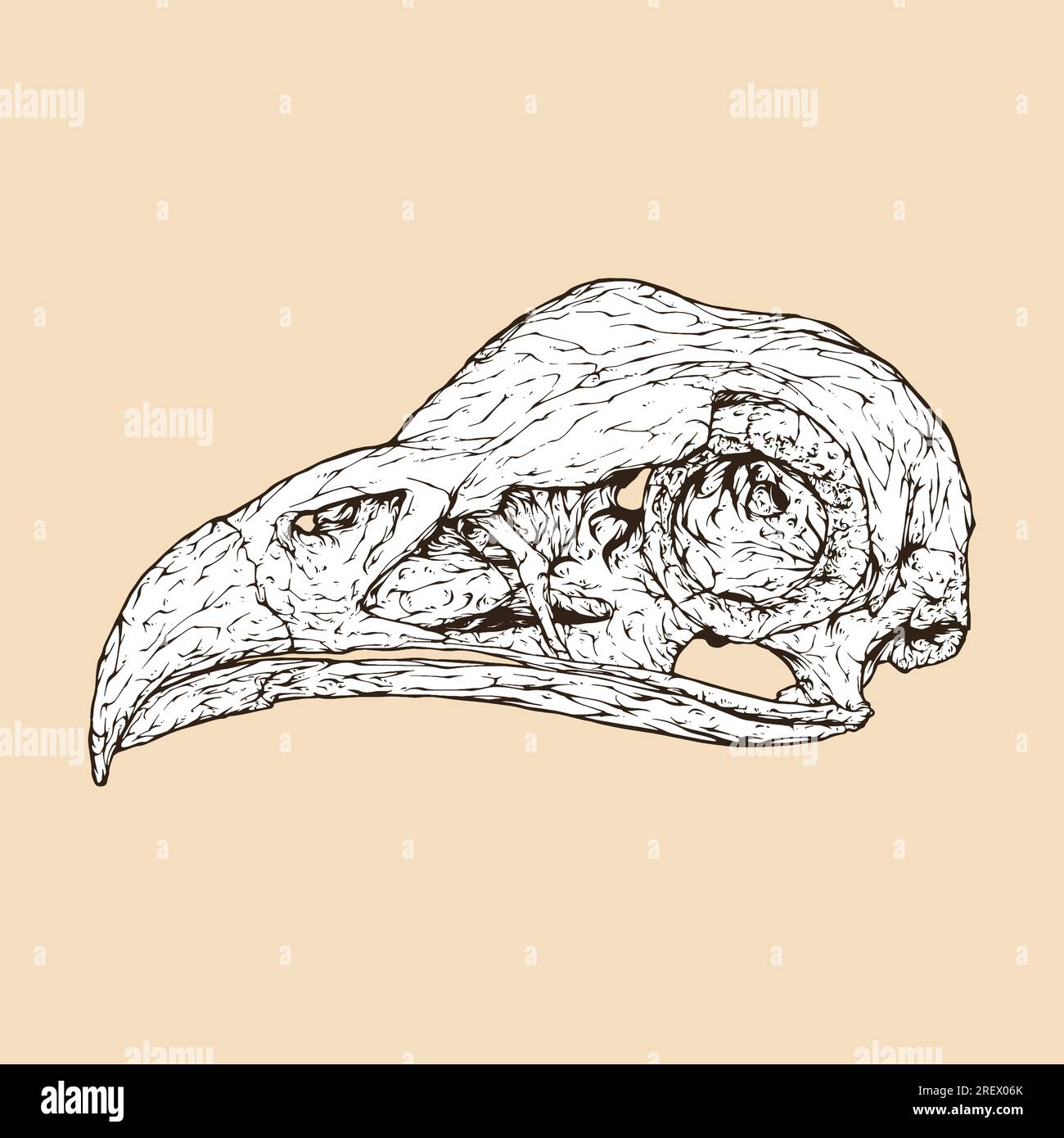 illustration vectorielle de tête de crâne d'oiseau secrétaire Illustration de Vecteur