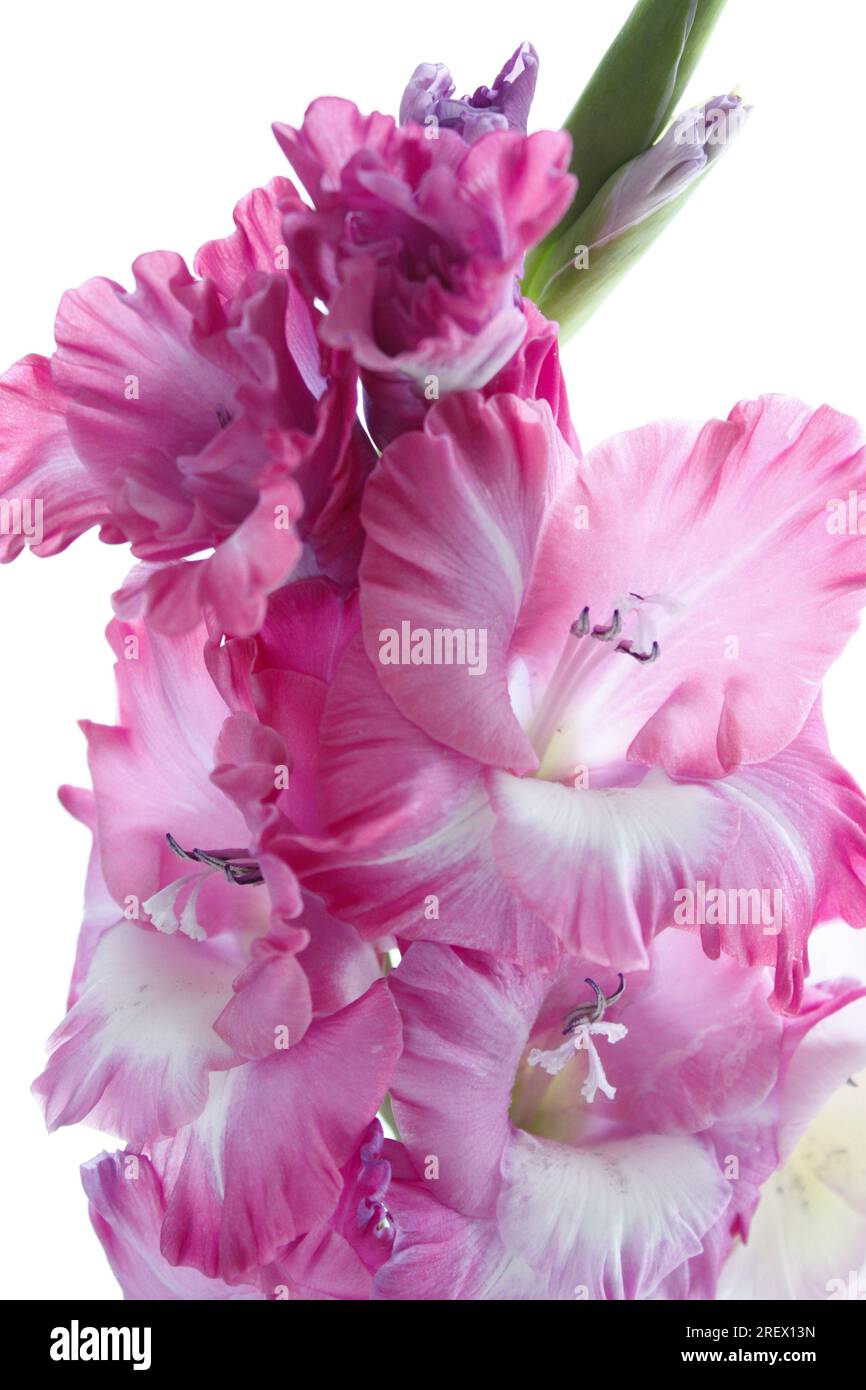 Gros plan de fleurs de Gladioli de couleur Blush Pink Banque D'Images