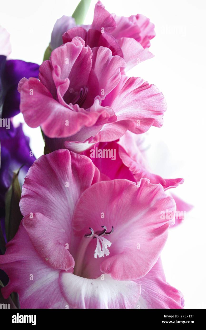 Gros plan de fleurs de Gladioli de couleur Blush Pink Banque D'Images