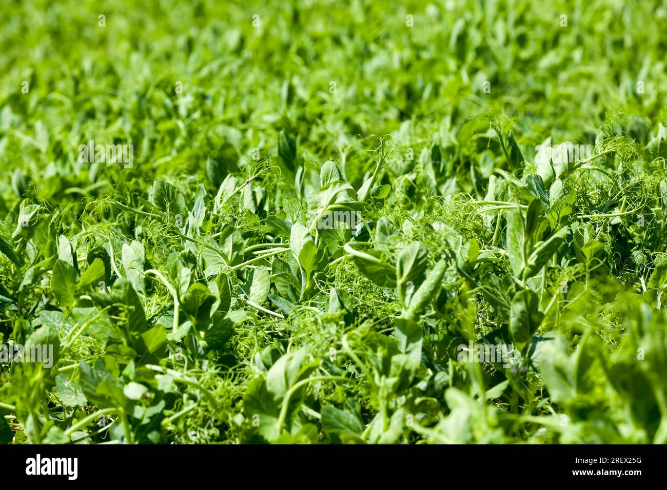 un champ agricole où des variétés sélectionnées de pois ou de haricots sont cultivées, de petites plantes de pois sur des sols fertiles, obtenant une culture de pois foo de haute qualité Banque D'Images