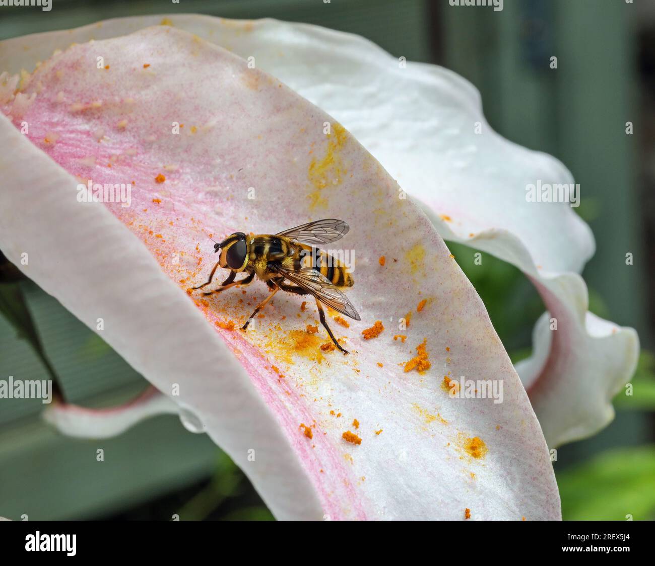 Lys blanc dans le jardin, Lilium Casa Blanca. Gros plan macro détaillé d'une mouche stationnaire recueillant le pollen tombé d'une feuille. Banque D'Images
