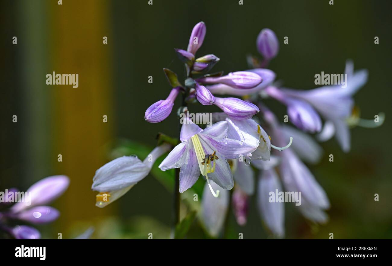 HostA (Agavoideae) plante en fleurs dans Brighton petit jardin sous le soleil d'été Banque D'Images