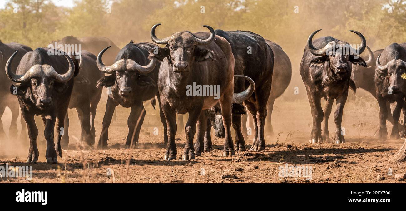 Gros plan d'un troupeau de buffles vous regardant droit Banque D'Images