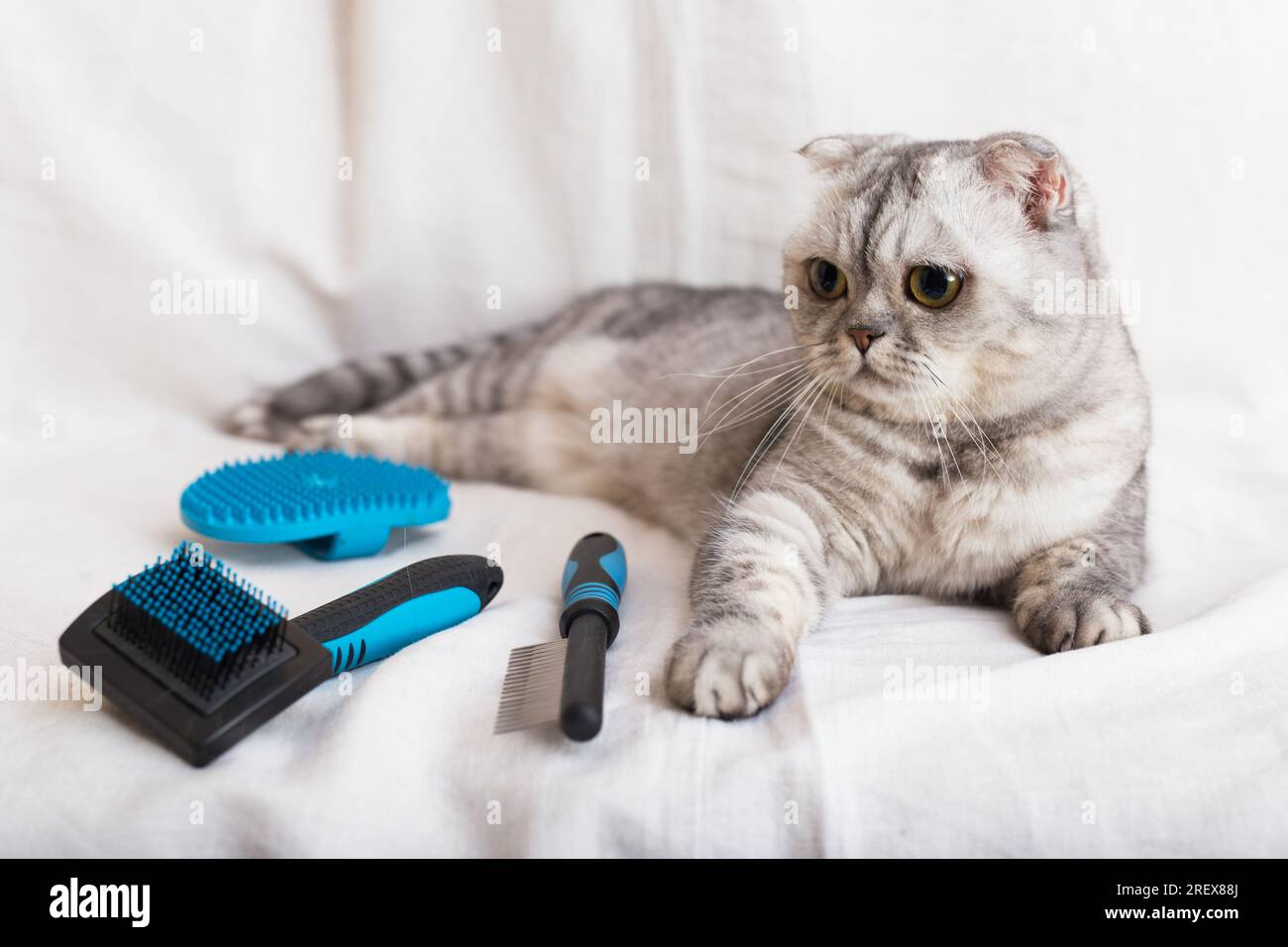 Chat tabby gris se trouve à côté de diverses brosses et peignes pour les soins des animaux de compagnie Banque D'Images