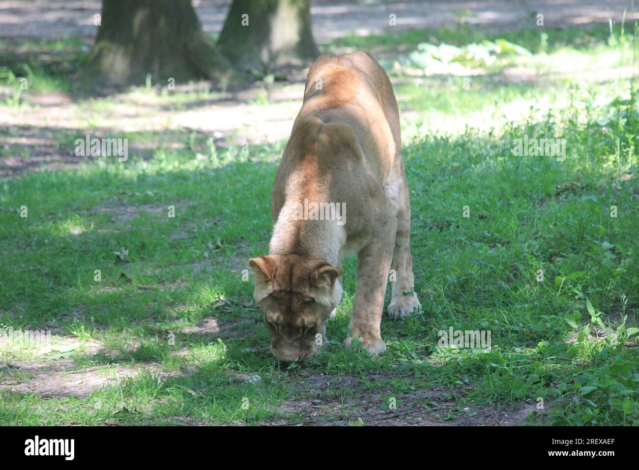 Lion Banque D'Images